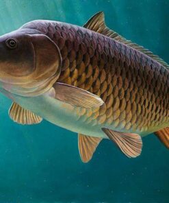 Hỗn hợp viên nổi cho cá