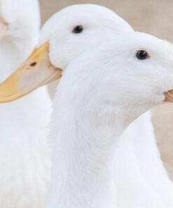 Bộ sản phẩm DD cho ngan, vịt