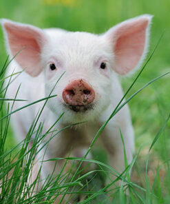 Heo giống thương phẩm