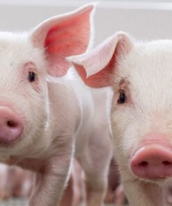 Bộ SP đậm đặc dành cho heo con