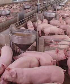 Bộ sản phẩm DD cho heo siêu thịt