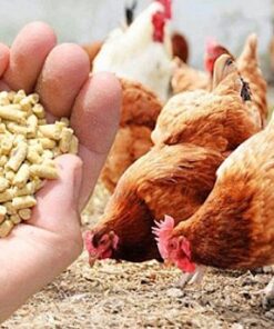 Bộ SP dành riêng cho gà trắng